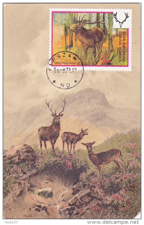 POLOGNE Carte Maximum - Cerf D'Europe - Cartes Maximum