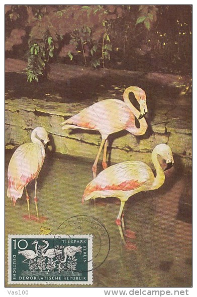 BIRDS, FLAMINGO, CM, MAXICARD, CARTES MAXIMUM, 1956, GERMANY - Flamants