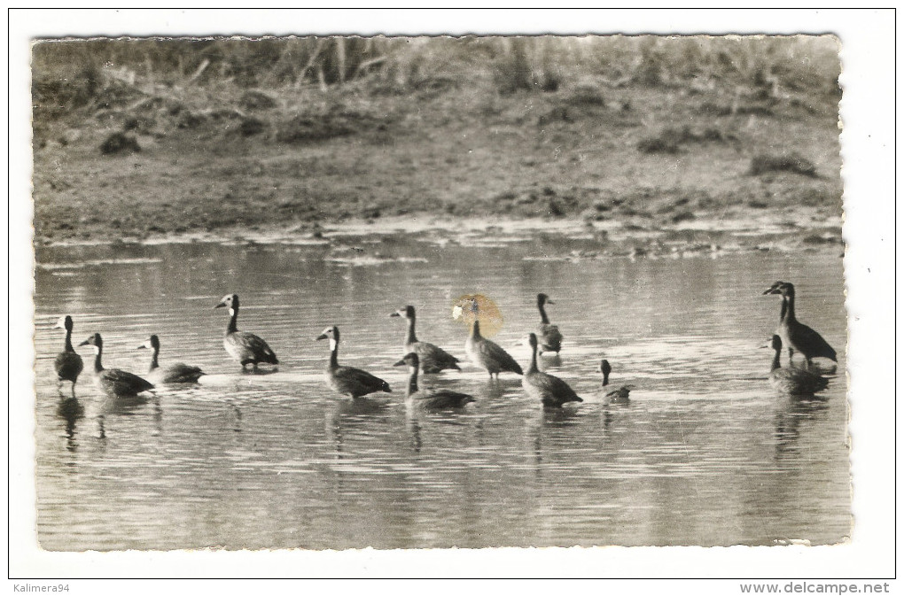 NIGER  /   LA  FAUNE  :  LES  CANARDS  /  Collection  MOUREN , Niamey  N° 5 - Níger