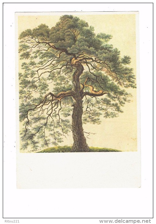 Carte Moderne - Gottfried Keller - Föhre - PIN - Pino Silvestre - Illustration Arbre 1836  - - Arbres