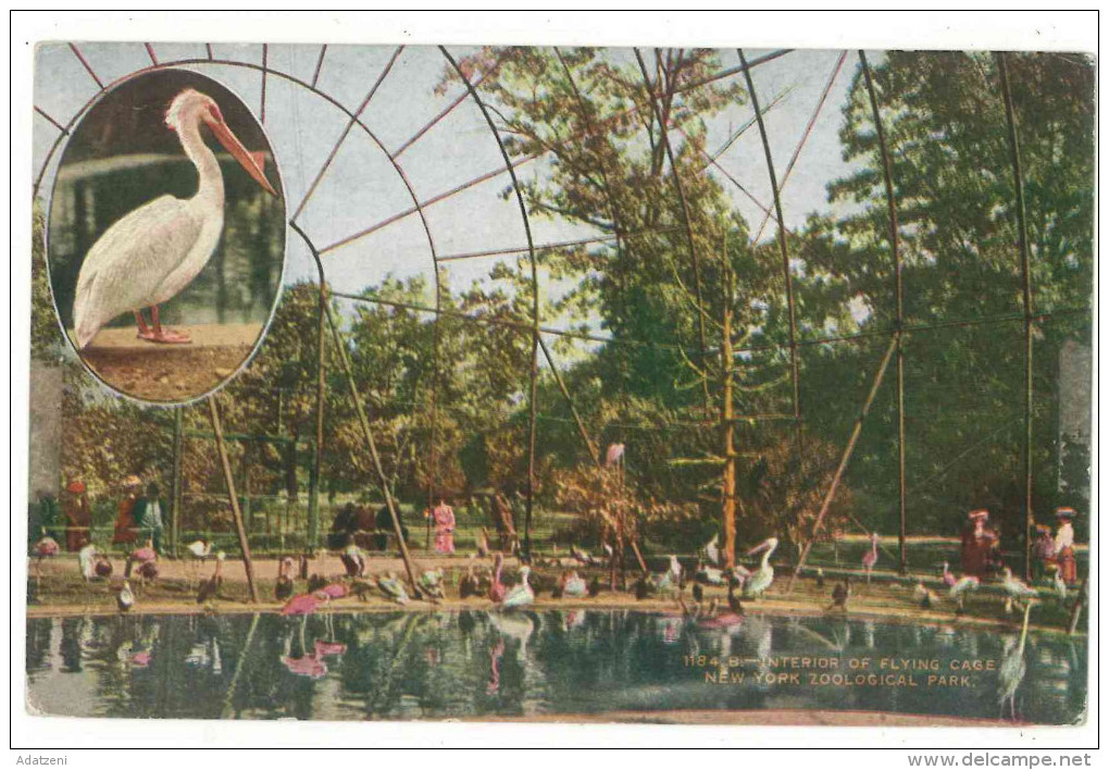 FRA CARTOLINA POST CARD STATI UNITI D’AMERICA U.S.A. UNITED STATES OF AMERICA NEW YORK – INTERIOR OF FLYING CAGE ZOOLOGI - Parchi & Giardini