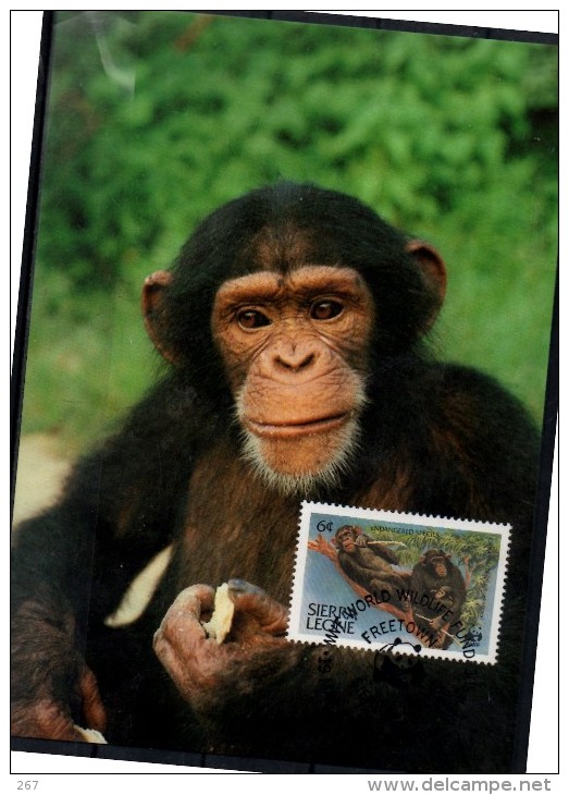 SIERRA LEONE   Carte  Maxi  WWF  Panda  Singe Chimpanzes - Chimpanzees