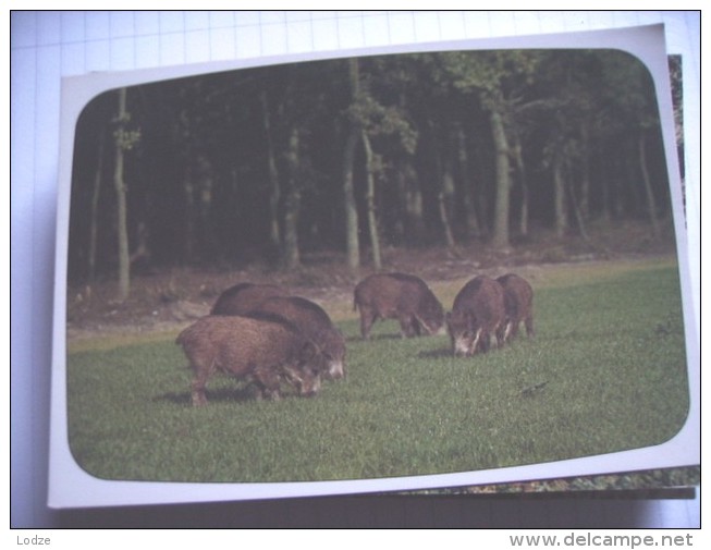 Everzwijnen Wildschweine Boars Sangliers - Tigres