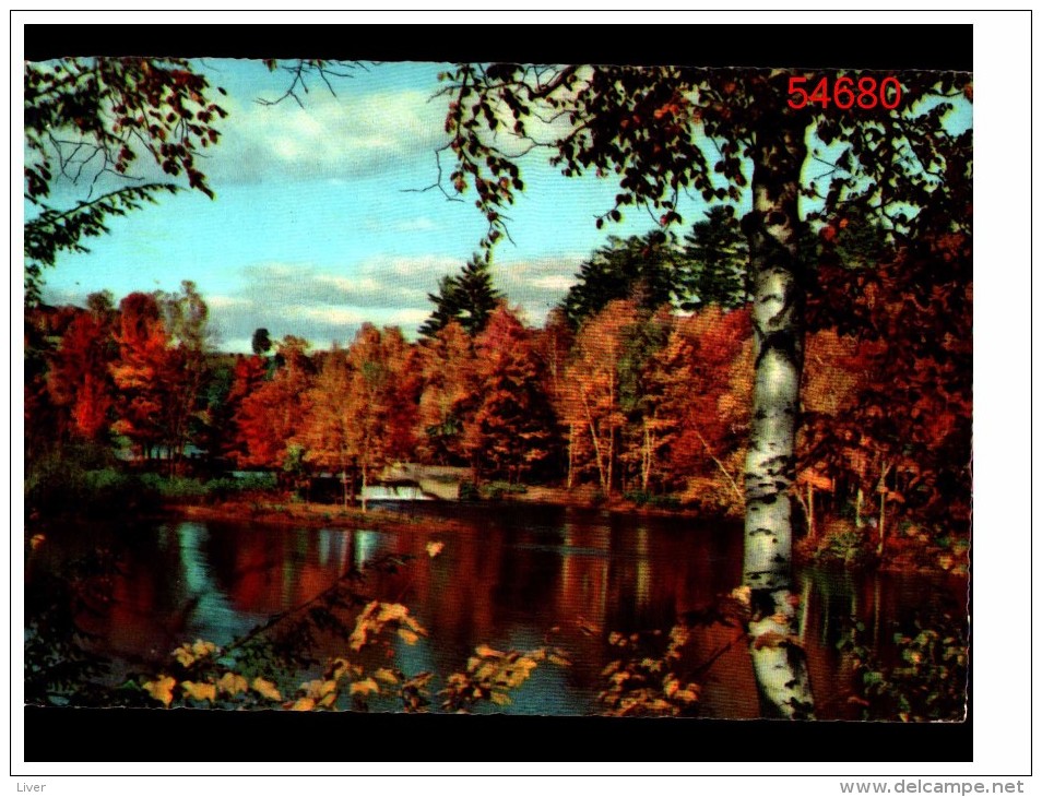 Arbres Et Un Lac - Arbres