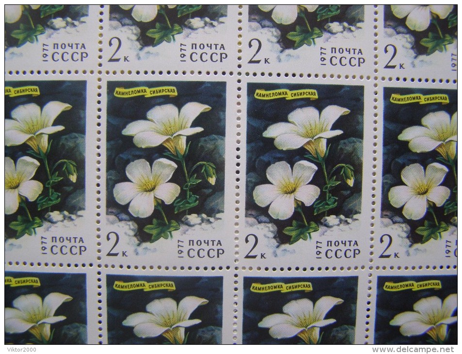 RUSSIA 1977 MNH (**)YVERT 4366-69.fleurs En Sibérie. - Feuilles Complètes