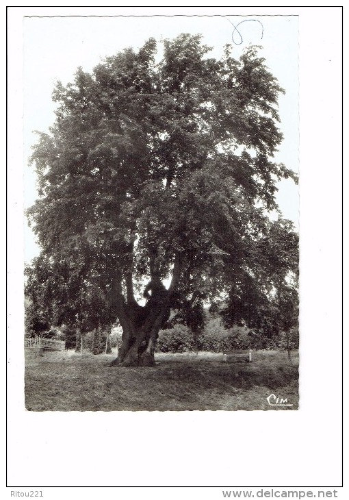 80 - LUCHEUX - L'Arbre Aux Epousailles - Légende - N°8145 Cim - 1965 - Lucheux