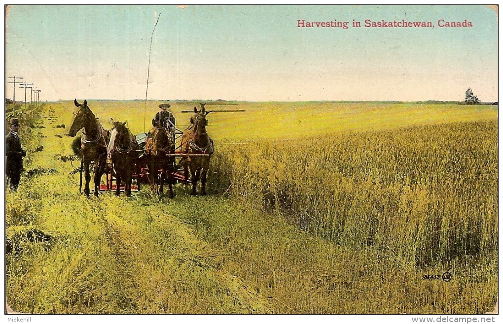 CANADA-HARVESTIN IN SASKATVHEVAN-RECOLTE DU FOIN-ATTELAGE-CHEVAUX-AGRICULTURE - Autres & Non Classés