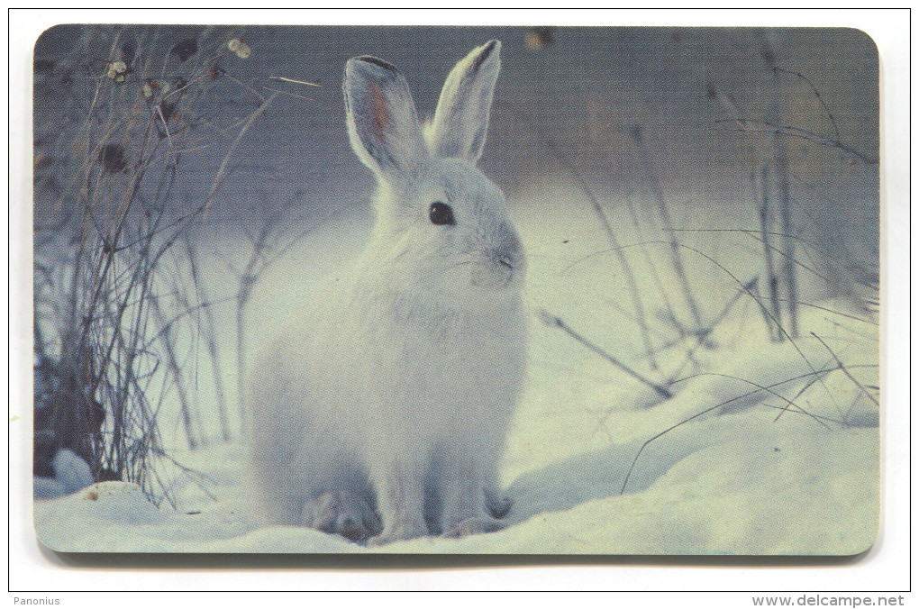 RABBIT KANINCHEN - Phonecards Telecartes Telefonkarten - Lapins