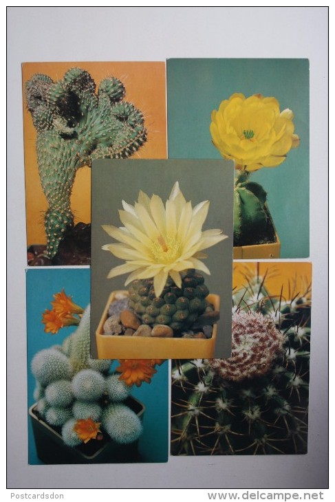 FLEURS / CACTUS . OLD  USSR PC Set  - 18 Postcards - 1990 - Sukkulenten