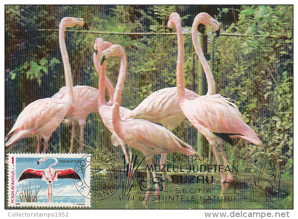 35143- AMERICAN FLAMINGOS, BIRDS, MAXIMUM CARD, 1989, ROMANIA - Flamingos