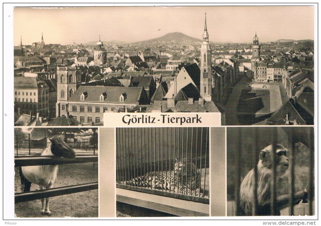 D5911     GÖRLITZ : Tierpark ( Zoo, Dierentuin) - Goerlitz