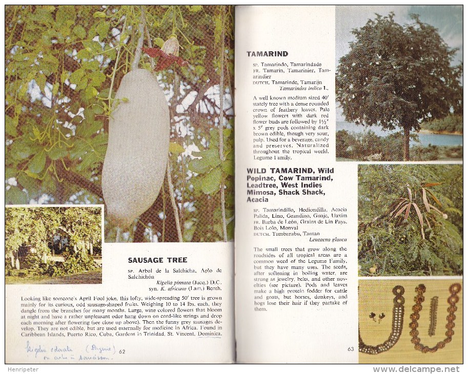 Tropical Trees - Found In The Caribbean, South America, Central America, Mexico - Livre D'occasion - Giardinaggio