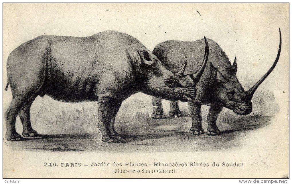 75 - PARIS - Jardin Des Plantes - Rhinocéros Blancs Du Soudan - Rhinozeros