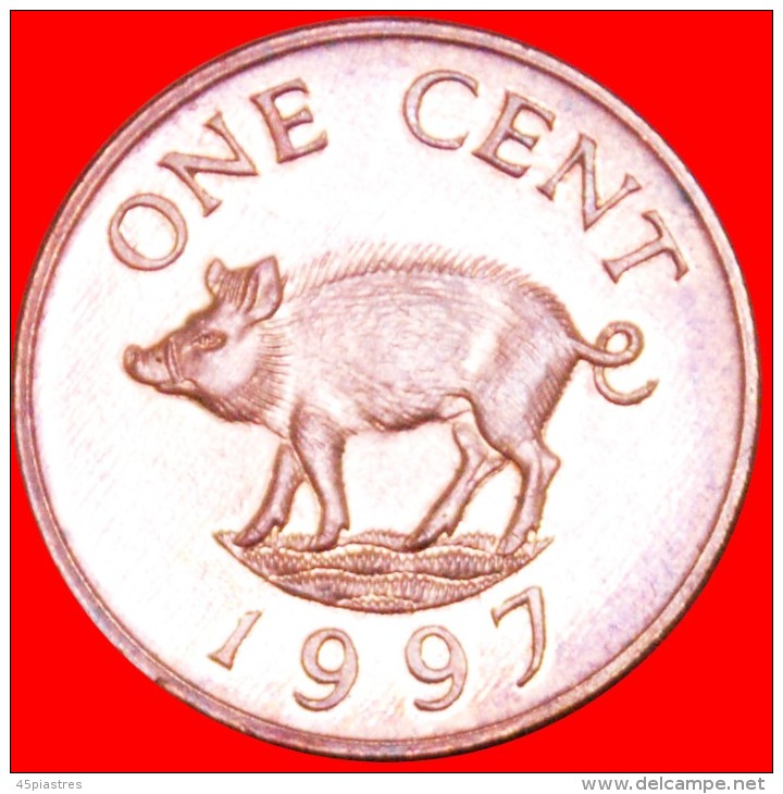 &#9733;PIG AND QUEEN: BERMUDA &#9733; 1 CENT 1997! LOW START&#9733; NO RESERVE!!! - Bermuda