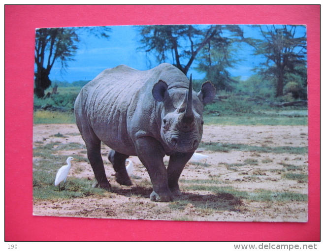 AFRICAN WILD LIFE-RHINO AND EGRET - Rhinoceros