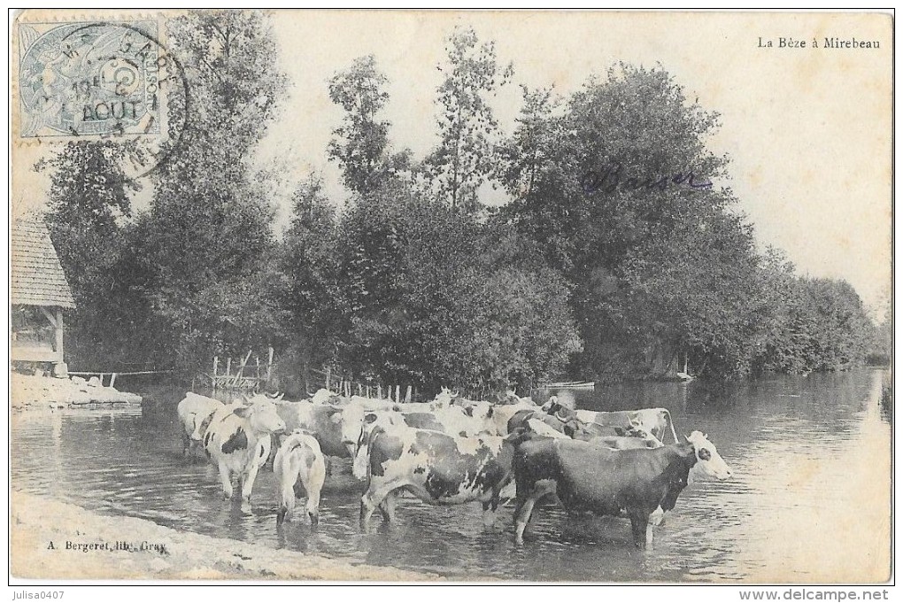 MIREBEAU (21) Bords De La Bèze Troupeau De Vaches Beau Plan - Mirebeau