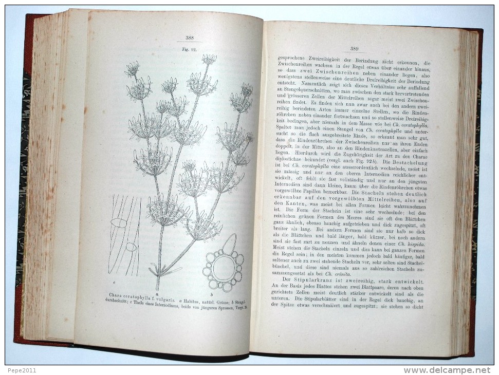 Botanik Die CHARACEEN ( Characées ) Von Deutschlands, Oesterreichs  Und Der Schweiz  Von Dr W Migula - Autres & Non Classés