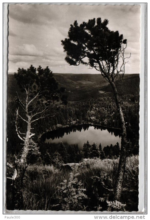 Baiersbronn - Der Wildsee Zwischen Hornisgrinde Und Ruhestein - Schwarzwald - Baiersbronn