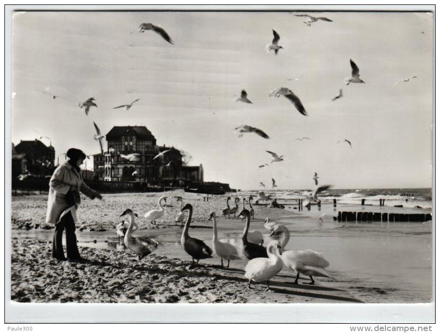 Ostseebad Kühlungsborn - Möwen Und Schwäne Am Strand - Kuehlungsborn