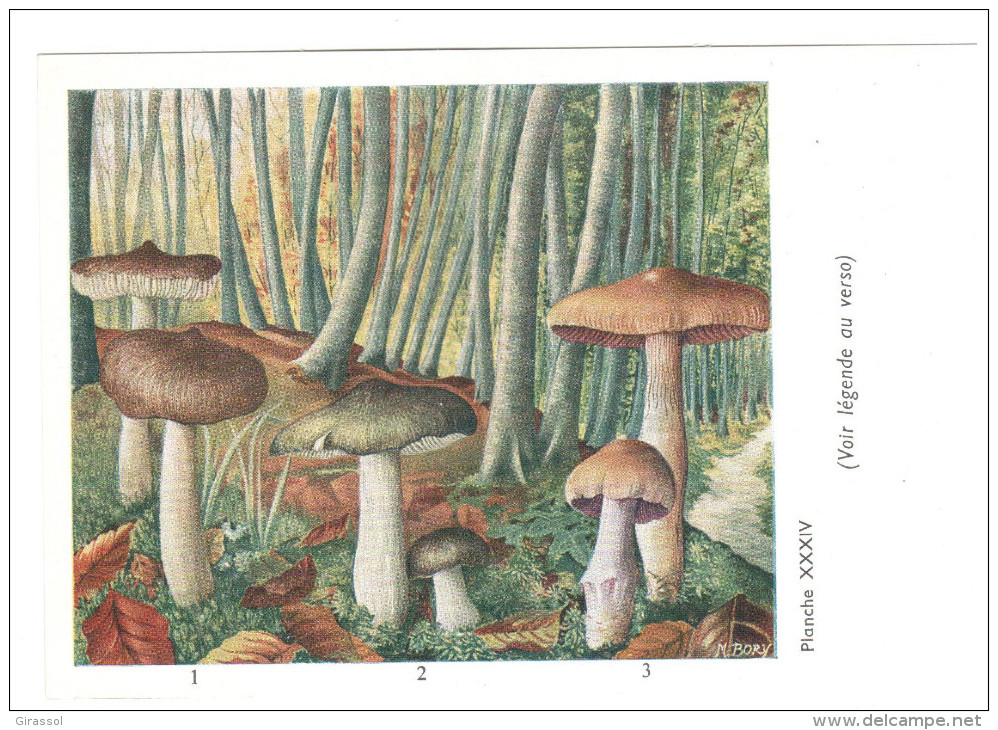 CPSM CHAMPIGNONS D EUROPE  TRICHOLOME CORTINAIRE  PAR ROGER HEIM PUB TERRAMYCINE - Paddestoelen