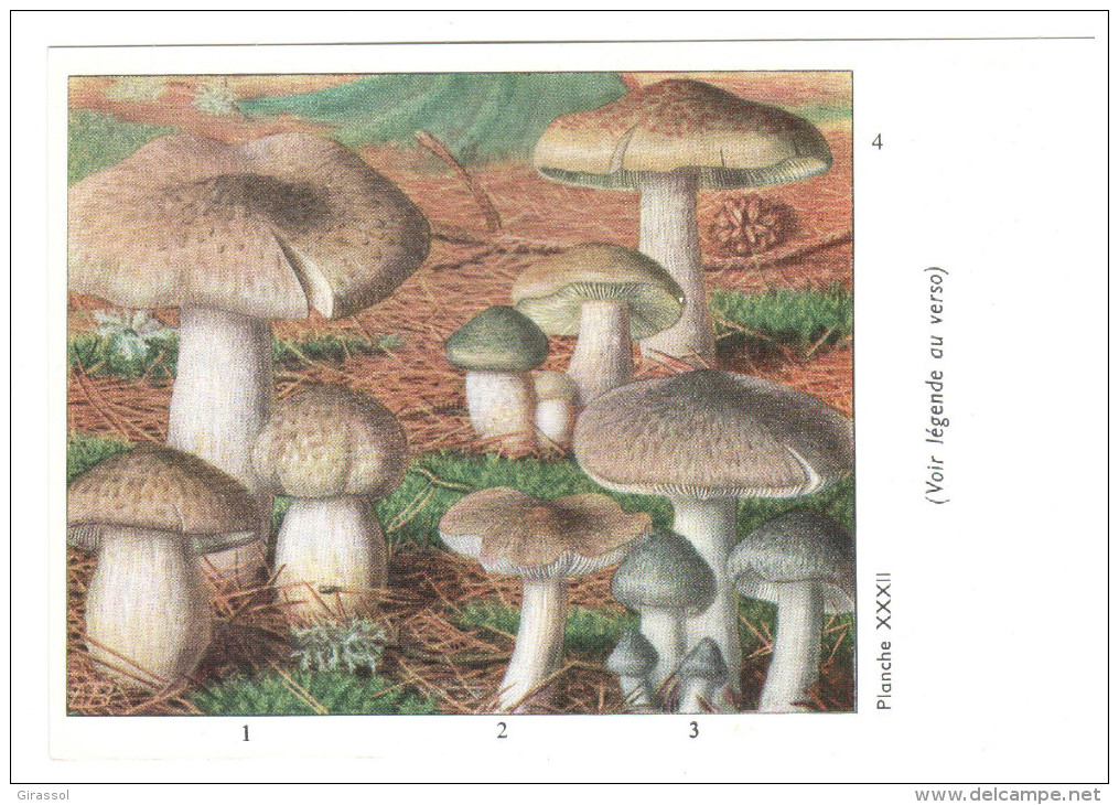 CPSM CHAMPIGNONS D EUROPE TRICHOLOME DIVERS  PAR ROGER HEIM PUB TYZINE - Paddestoelen