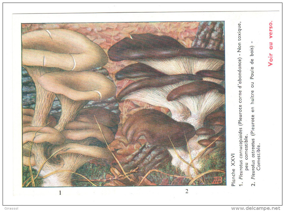 CPSM CHAMPIGNONS D EUROPE PLEUROTE AUTRES  PAR ROGER HEIM PUB SALAZOPYRINE - Paddestoelen