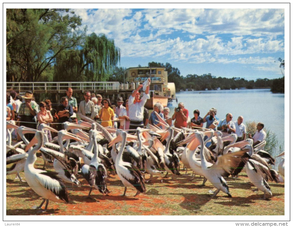 (740) Australia - VIC - Mildura Pelican - Mildura