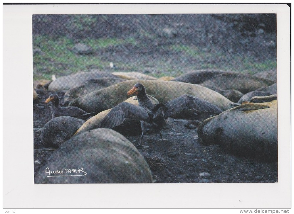 Taaf Pétrel Géant Subantarctique Macronectes Halli à L' Affut Dans Un Harem  Photo André Fatras - TAAF : Terres Australes Antarctiques Françaises