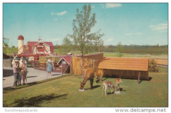 Canada Young Elk And English Spotted Deer Children's Zoo Storyland Valley Edmonton Alberta - Edmonton