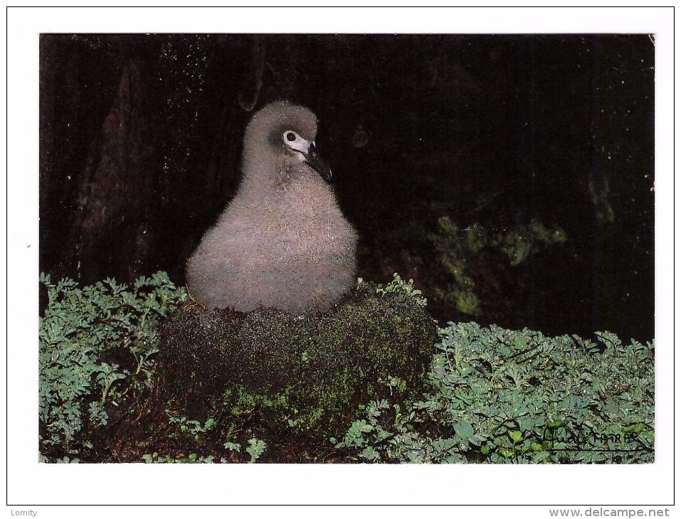 TAAF Terres Australes Antrctiques Françaises Poussin Albatros Fuligineux à Dos Clair Phoebetria Palpebrata - TAAF : French Southern And Antarctic Lands