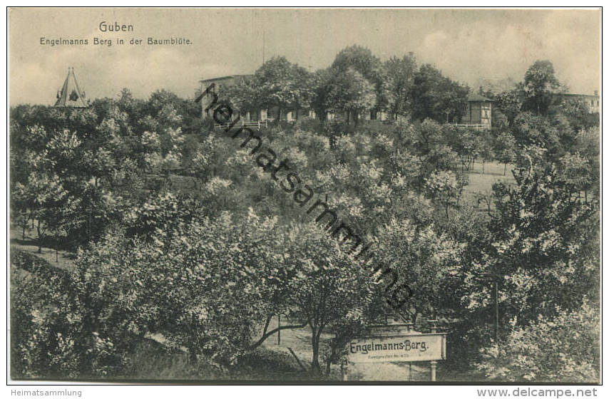 Guben - Engelmanns Berg In Der Baumblüte - Verlag Julius Rothe Guben - Guben