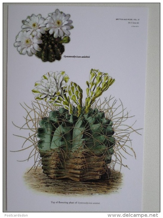 FLEURS / CACTUS . Modern Ukrainian Edition - 2014 -  Rare! - Sukkulenten