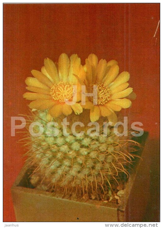 Parodia Aureispina - Cactus - Flowers - 1984 - Russia USSR - Unused - Sukkulenten