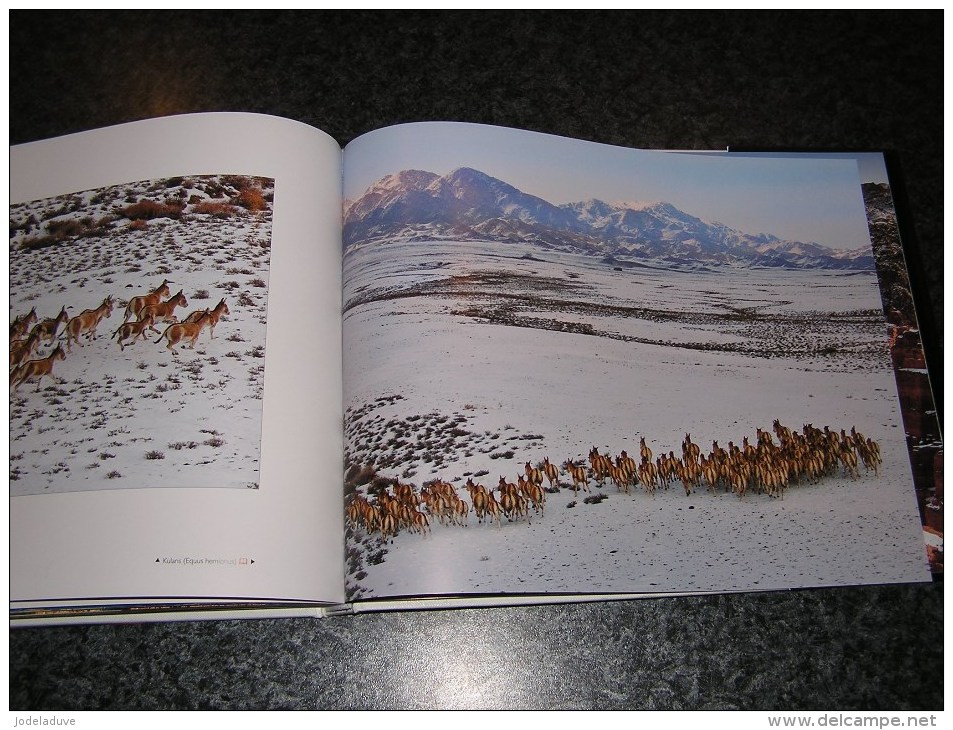 WILDLIFE KAZAKHSTAN Voyage Asie Photographies Photo Nature Animaux Montagne Oiseaux Papillons Loup Gibier Faune