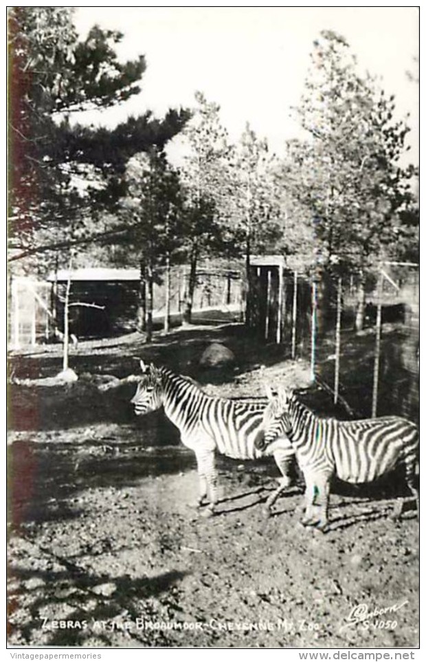 249721-Colorado, Colorado Springs, RPPC, Cheyenne Mountain Zoo At The Broadmoor, Zebras, Sanborn Photo No S-1050 - Zebras
