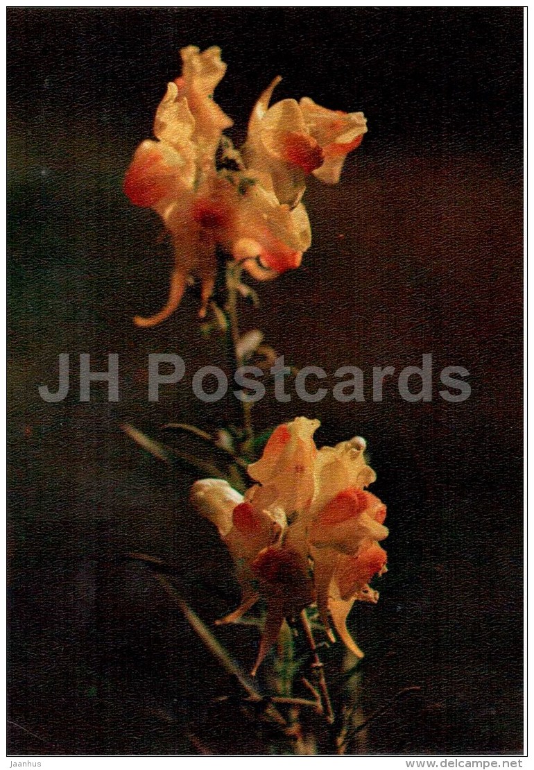 Yellow Toadflax - Linaria Vulgaris - Medicinal Plants - 1976 - Russia USSR - Unused - Medicinal Plants