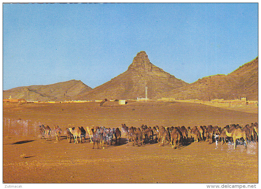 Expedition To Toubkal High Atlas Morocco Maroc Postcard Camel Caravane - Climbing