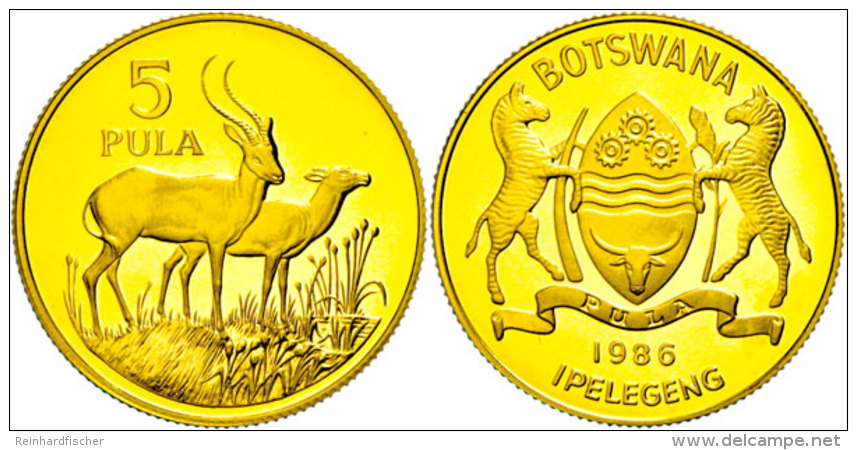 5 Pula, Gold,1986, Zwei Litschi-Moorantilopen, Auflage 5000 Stück,10g Aus 916er Gold, Sch.19, In Kapsel, PP. ... - Botswana