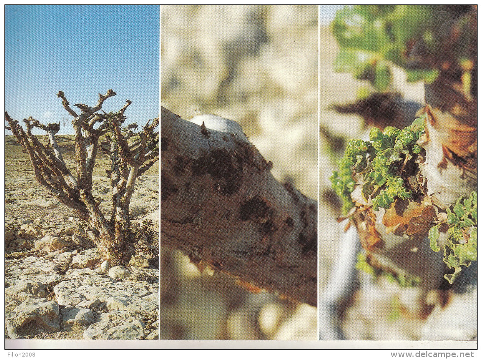 Sultana D'Oman - Frankincense In Dhofar - Oman