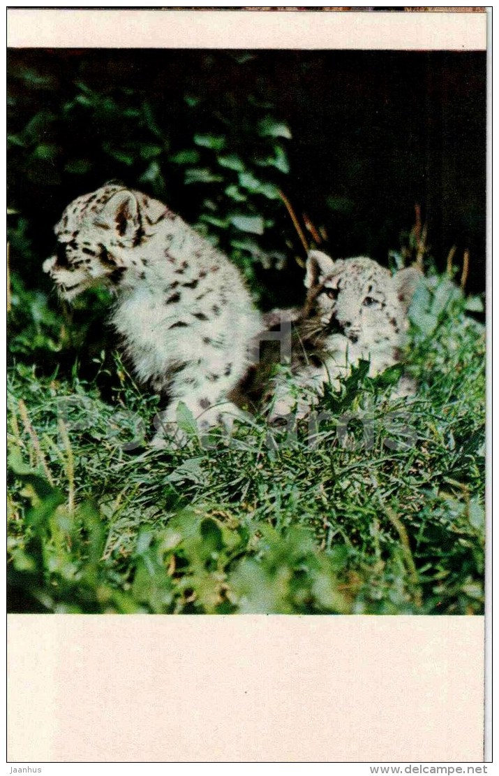 Snow Leopard - Panthera Uncia - 1974 - Kyrgyzstan USSR - Unused - Kyrgyzstan