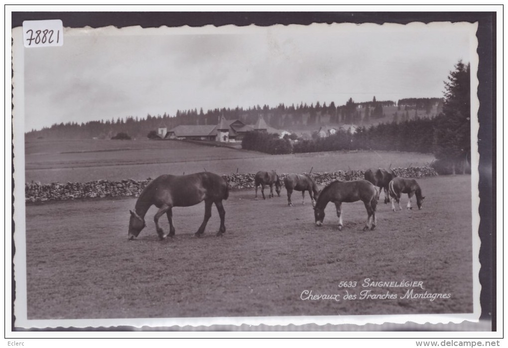 SAIGNELEGIER - CHEVAUX DES FRANCHES MONTAGNES - TB - Saignelégier