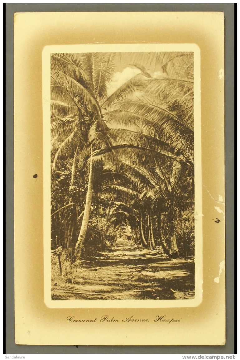 POST STAT 1911 1d Card "Cocoanut Palm Ave", Fine Used For More Images, Please Visit... - Tonga (...-1970)