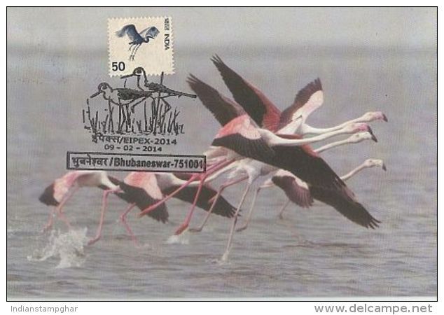 Maxim Card Greater Flemingo Vulture Migrant From Iran Visitor To Chilika, Pictorial Cancellation As Per Scan - Flamants