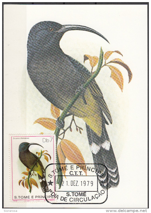 544 S. Tomè E Principe 1979 Birds FDC Dreptes Thormensis Passeri Uccelli Tropicali Maximum Card Maxi - Sparrows