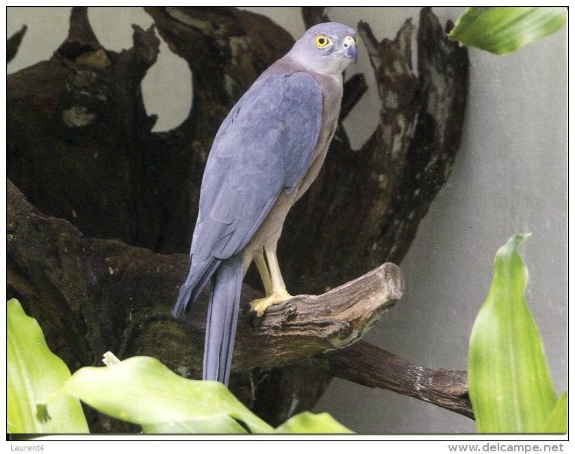 Fiji Goshawk Or Fiji Sparrow Hawk - Tortues