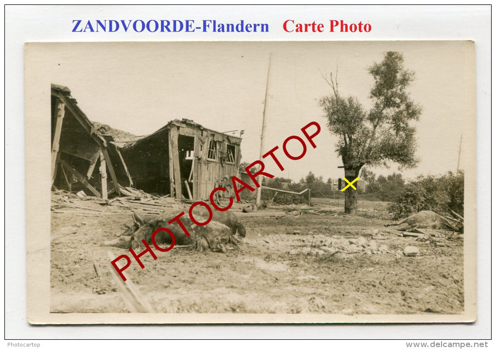 ZANDVOORDE-Cadavres-Chevaux-2x CARTES PHOTOS Allemandes-Guerre 14-18-1 WK-BELGIEN-FLANDERN- - Zonnebeke
