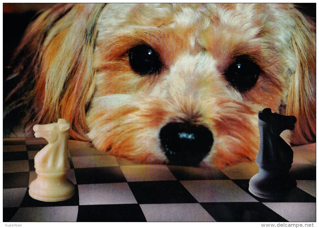 CHIEN Aux ÉCHECS / DOG At CHESS / SCHACH Und HUND - CAISSA / KECSKEMET (u-859) - Schach