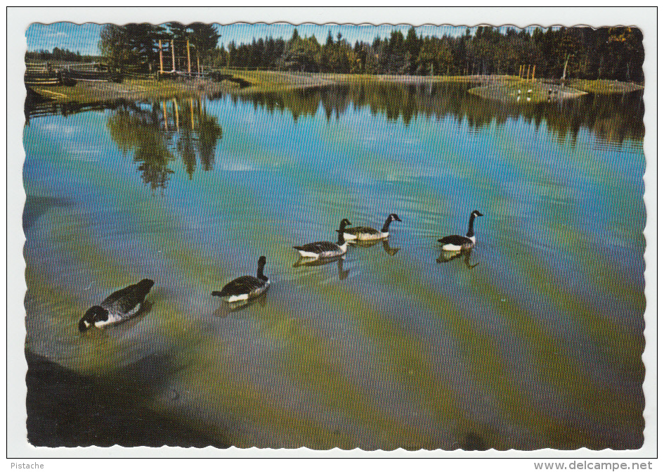 Fredericton New Brunswick - Woolastook Wildlife Park - Canada Geese - Goose Animal Oie - 2 Scans - Fredericton