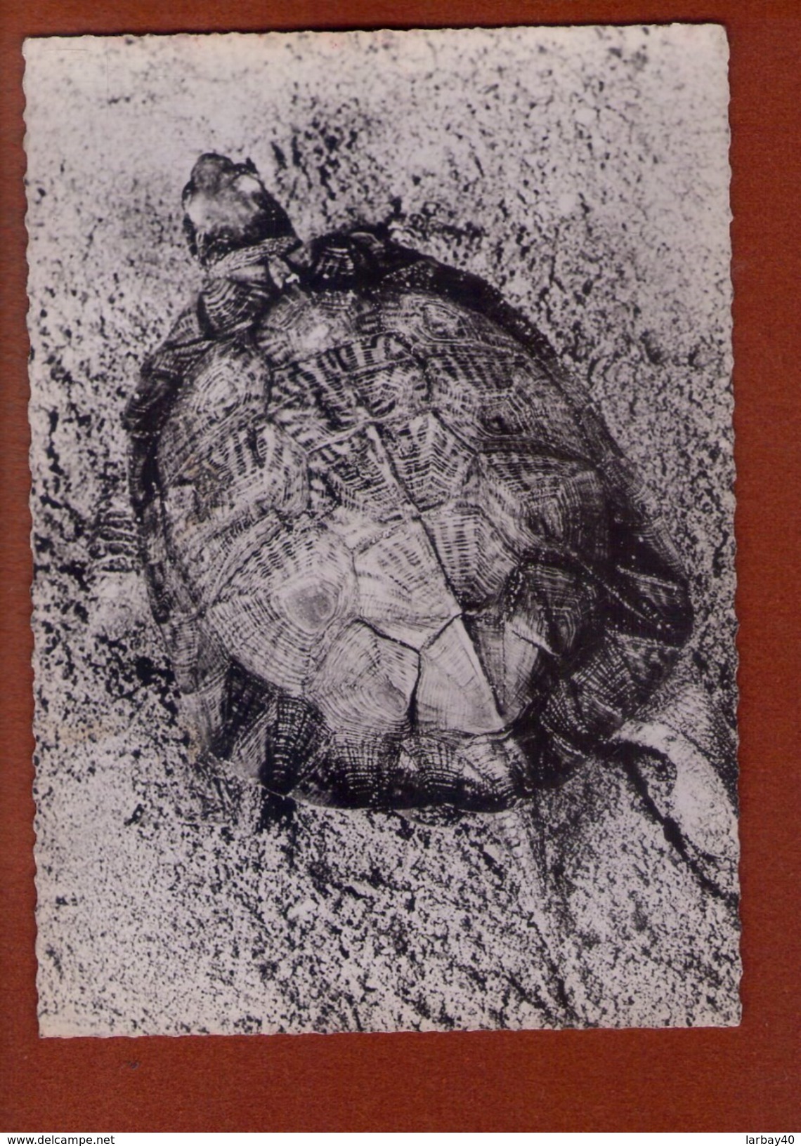 1 Cp Tortue - Tortues