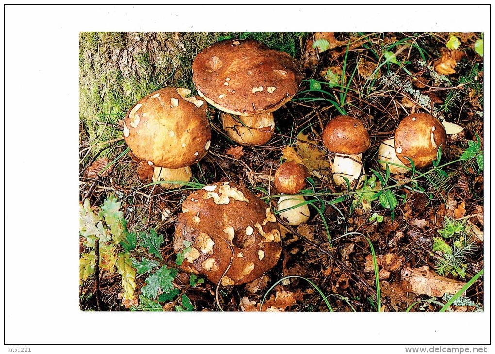 Cpm - Champignons Cépes - Champignon Cèpe - édit La Clé Des Champs  231 - 1994 - Paddestoelen